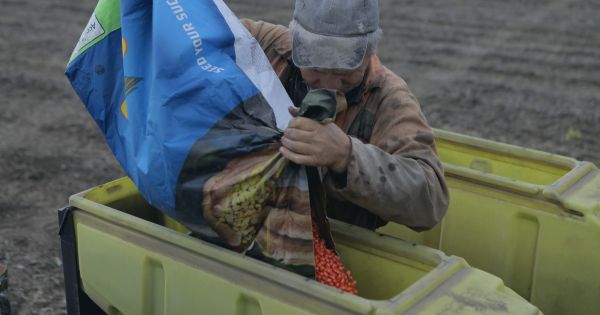 Фото до матеріалу: Посівна 2026 у Київській області: 43% площ засіяно, темпи робіт та деталі