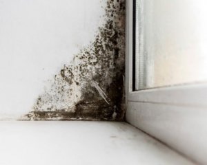 Фото до матеріалу: Як прибрати цвіль з вікон та відкосів: перевірені методи для українських квартир