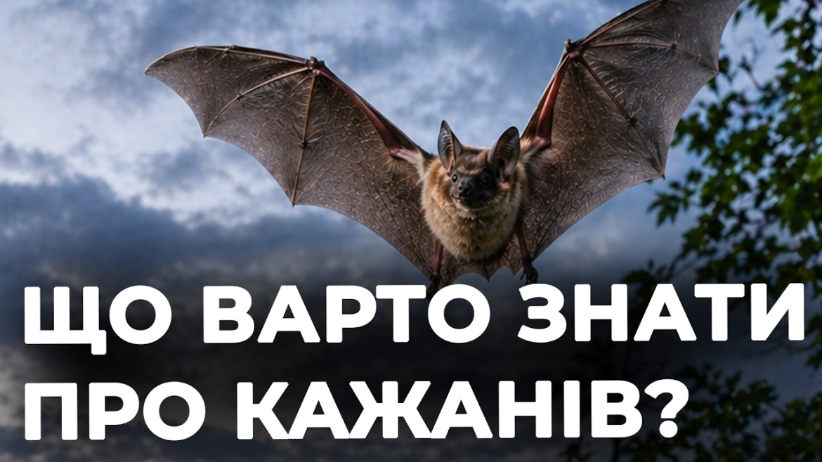 Фото до матеріалу: Вінниця повернула на волю 150 рудих вечірниць у Центральному парку