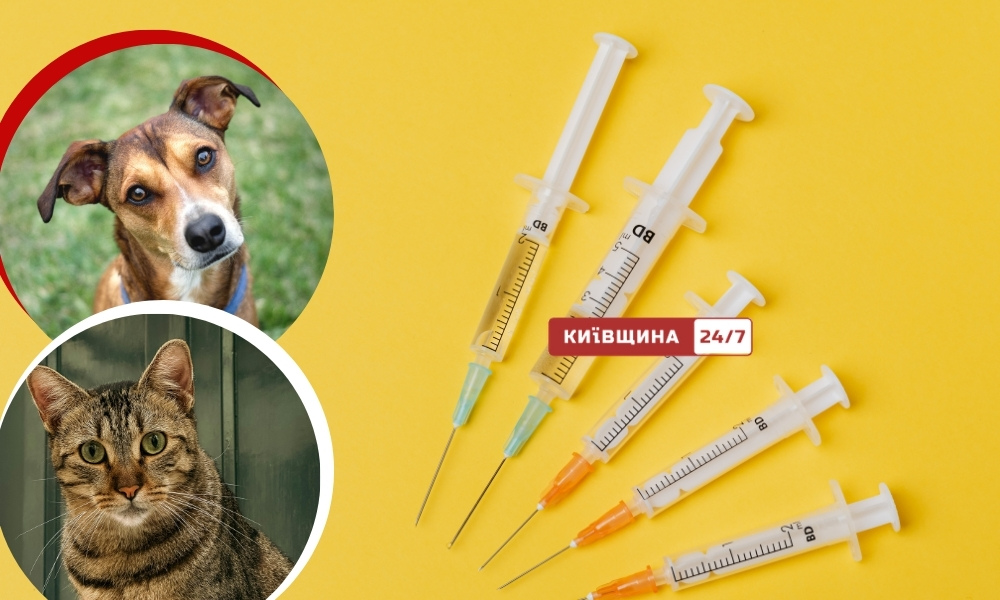 Фото до матеріалу: У Києві майже вичерпали запаси антирабічного імуноглобуліну