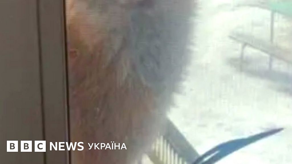 Фото до матеріалу: В Україні побільшало диких вовків і лисиць. Що з цим робити?
