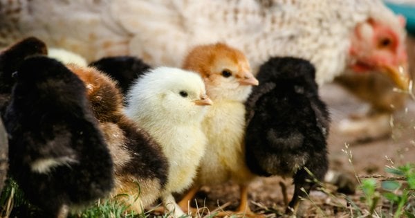 Фото до матеріалу: Як розпізнати стать курчат у перші дні життя: практичні поради для фермерів