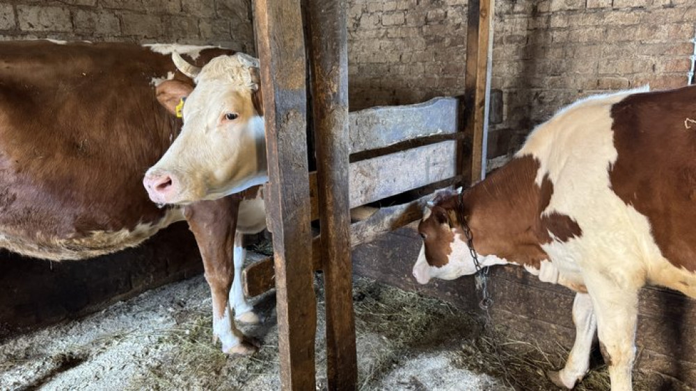 Фото до матеріалу: Прикарпаття: корови меншають, свині та птиця — ростуть