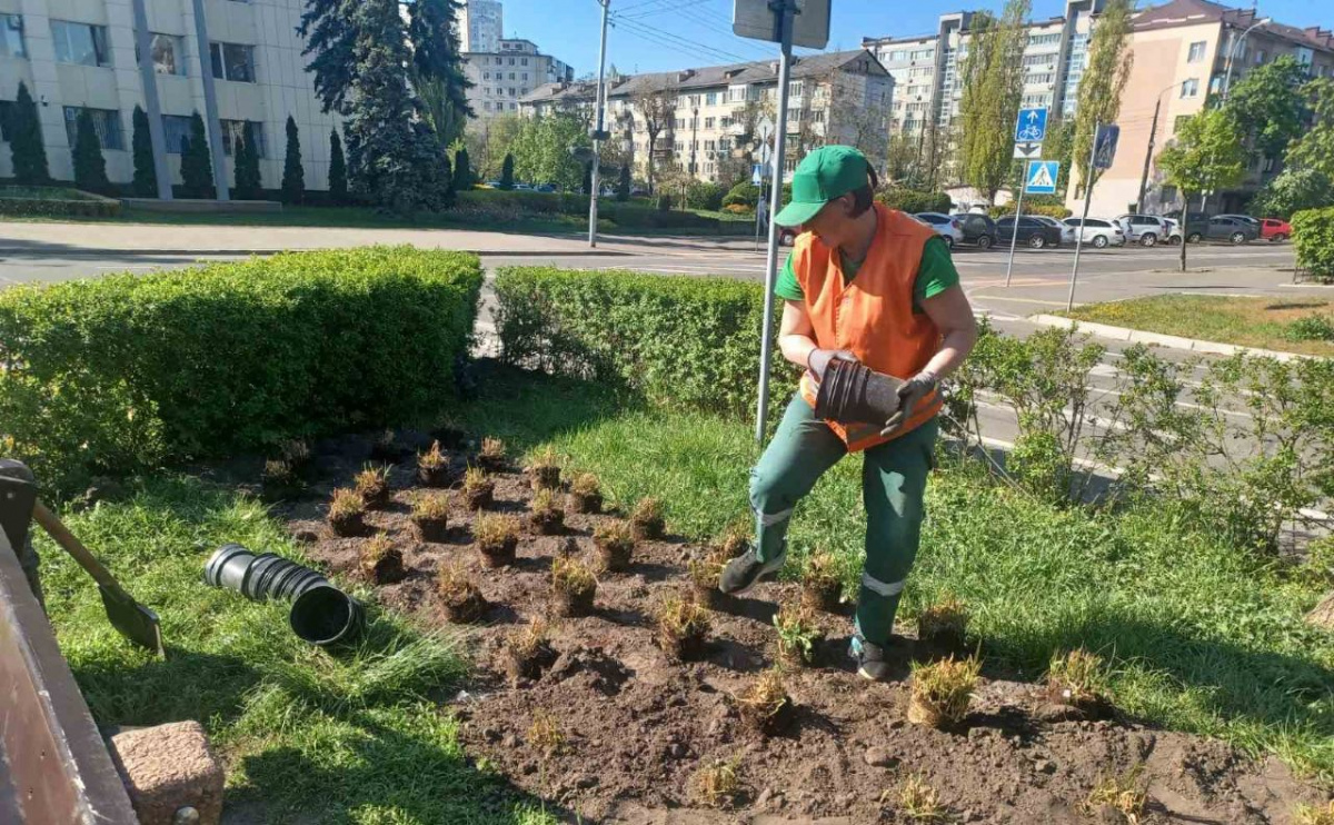 Фото до матеріалу: Київський бульвар І. Котляревського оживає: стартувала висадка квітників «нової хвилі»