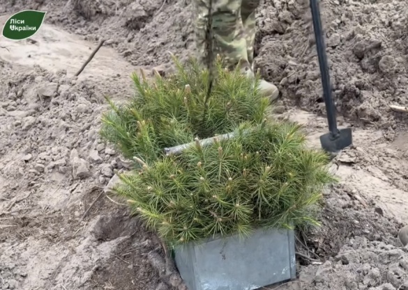 Фото до матеріалу: На Черкащині завершили висадку 5,16 мільйона дерев у нових лісах