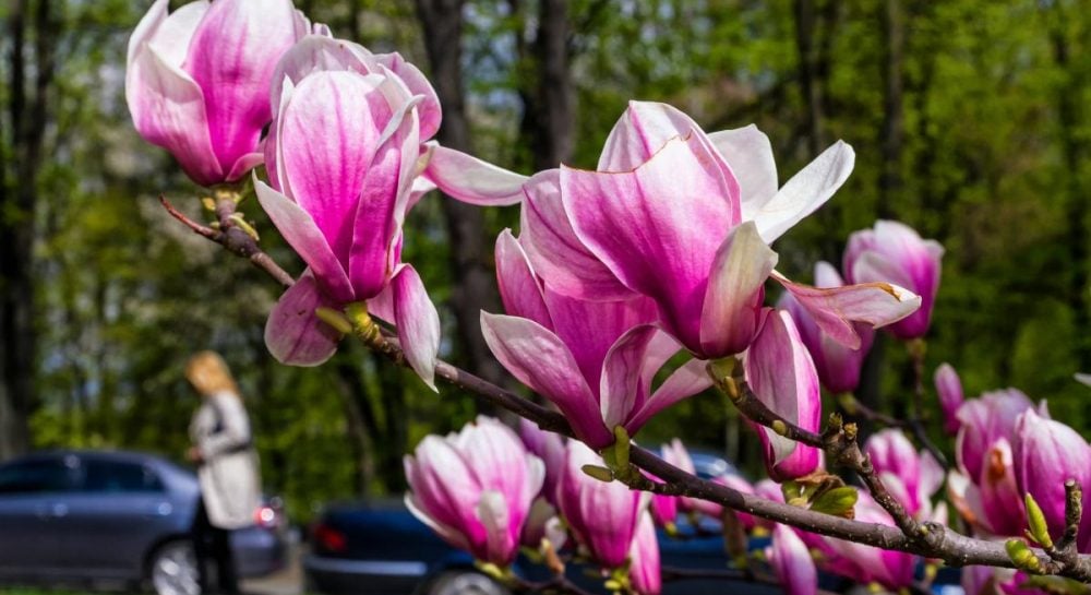 Фото до матеріалу: Травневе потепління: синоптики прогнозують до +21°C на вихідних