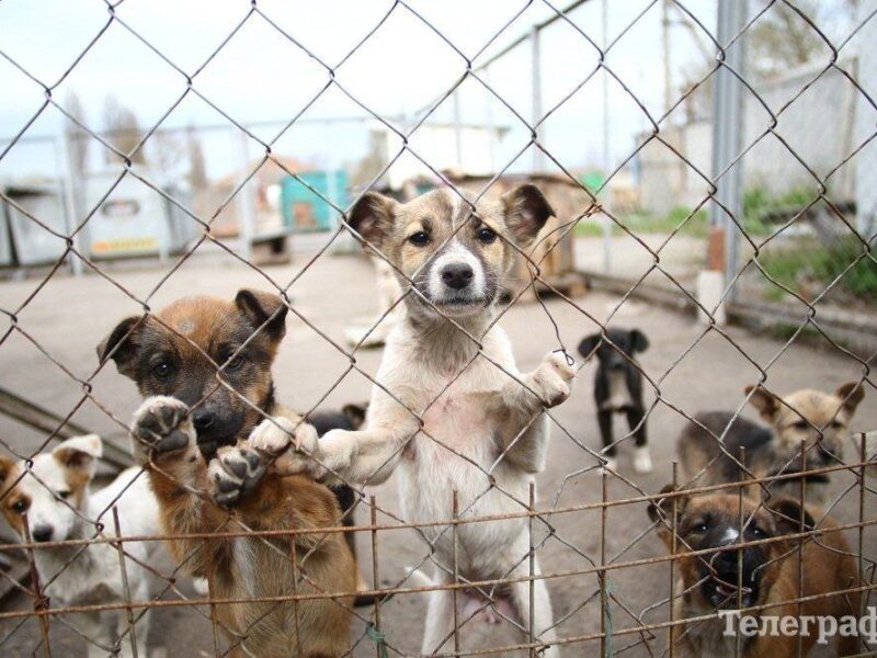 Фото до матеріалу: «Тошик живий!» — у Кременчуці показали врятованого кота після резонансного скандалу