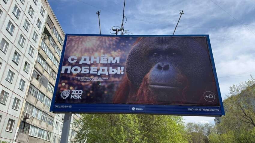 Фото до матеріалу: Переплутали предків: росіяни в шоці через “мавпяче” привітання з 9 травня