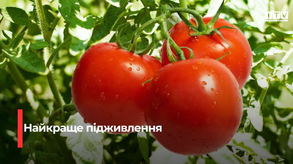 Фото до матеріалу: Секрет щедрого врожаю: що обов’язково класти в лунку для томатів