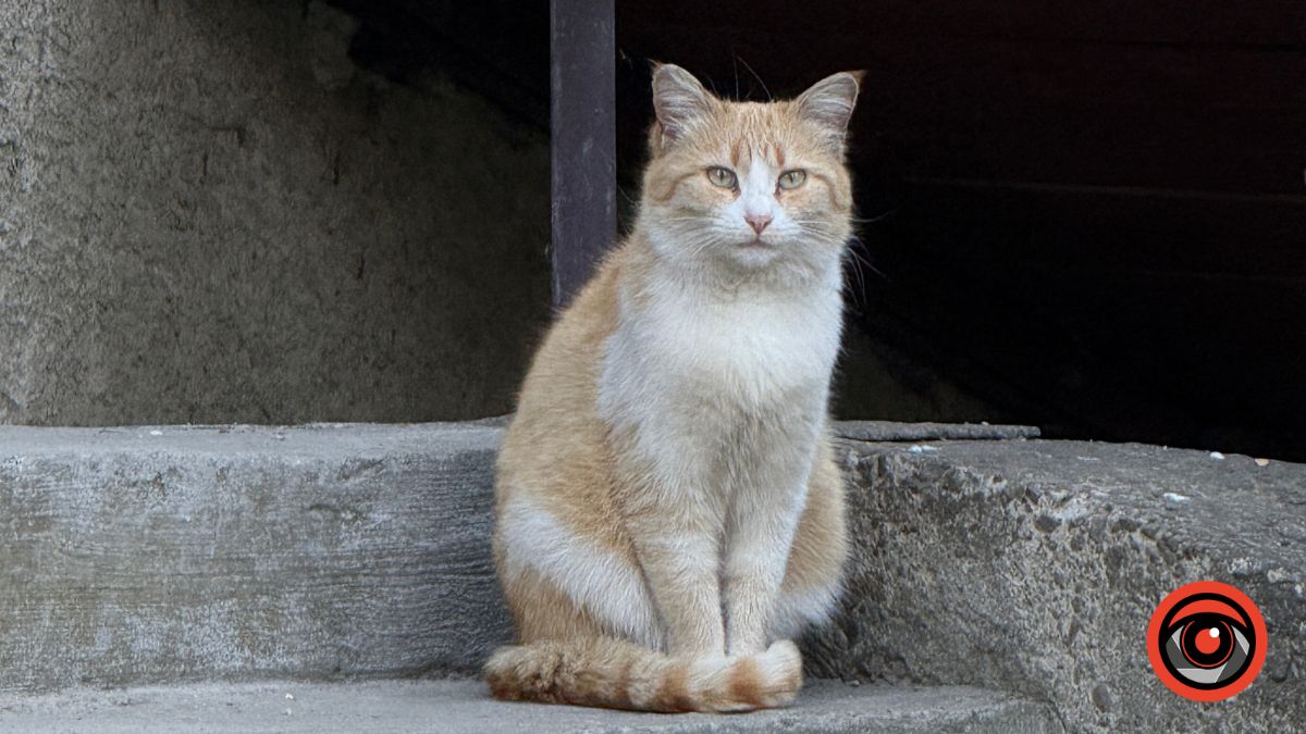 Фото до матеріалу: Вуличні коти Калуша: від рудих до чорних — фотозйомка міських мешканців