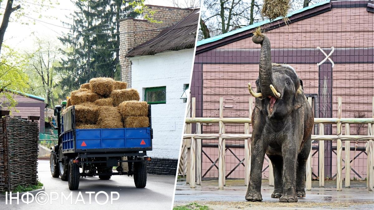 Фото до матеріалу: Слонику Хорасу з любов'ю: київському зоопарку надіслали вітання й тонни кормів з Чехії