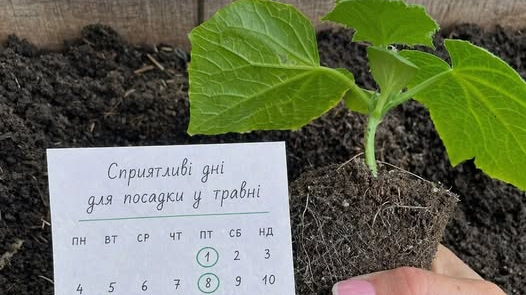 Фото до матеріалу: Яку картоплю садити в травні: поради агрономів для врожаю в холодну весну