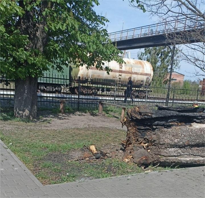 Фото до матеріалу: У Шептицькому сильний вітер повалив дерево біля автостанції