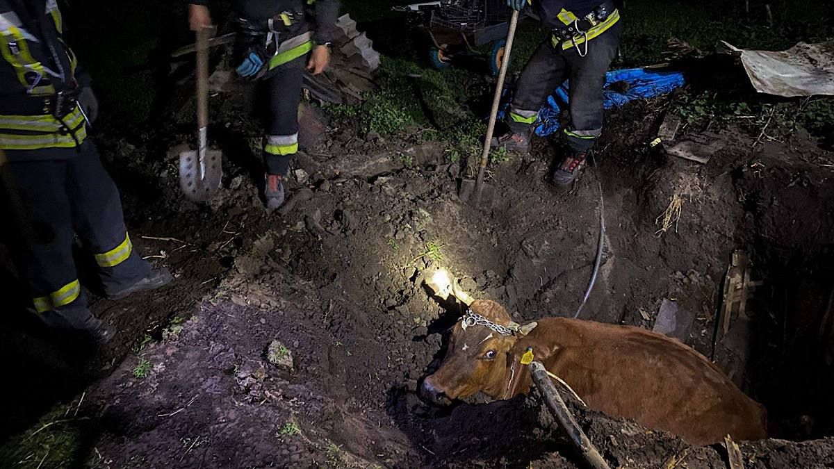 Фото до матеріалу: Рятувальники витягли з ями 400-кілограмову корову