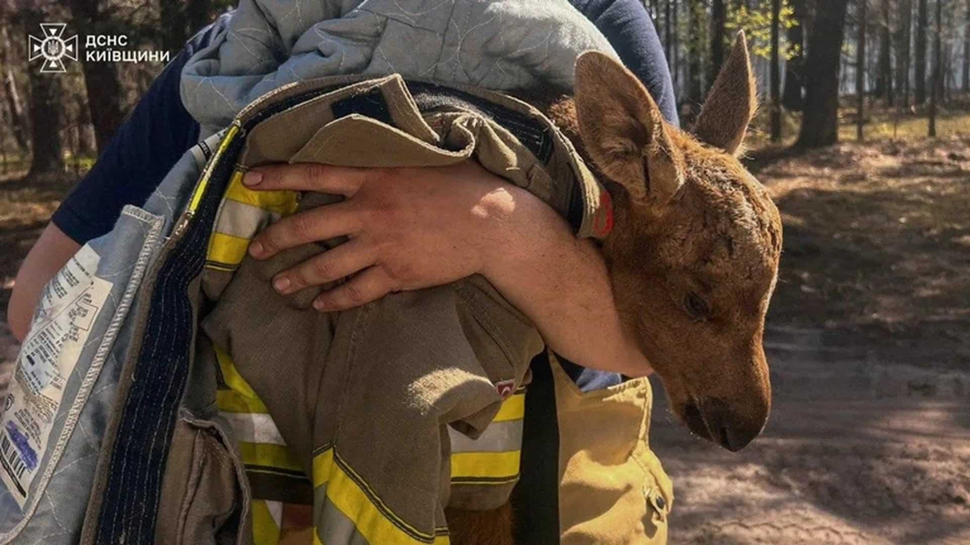 Фото до матеріалу: Двоє лосенят врятували під час пожежі в Чорнобильській зоні
