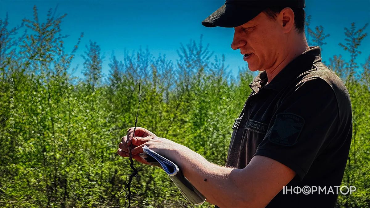 Фото до матеріалу: На Коломийщині висадили понад 3 тисячі дубів у рамках міжнародної акції