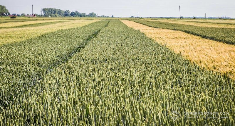 Фото до матеріалу: Як зберегти українську селекцію: роль фермерів, роялті та державний контроль