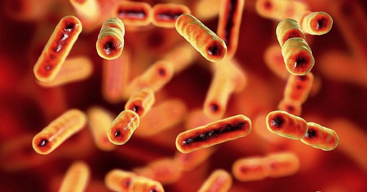 Фото до матеріалу: Бактерія Bacteroides fragilis перепрограмує кишківник для власного розмноження