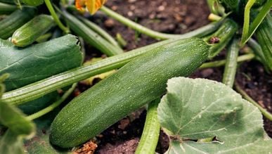 Фото до матеріалу: Як прискорити сходів кукурудзи: перевірені методи замочування насіння