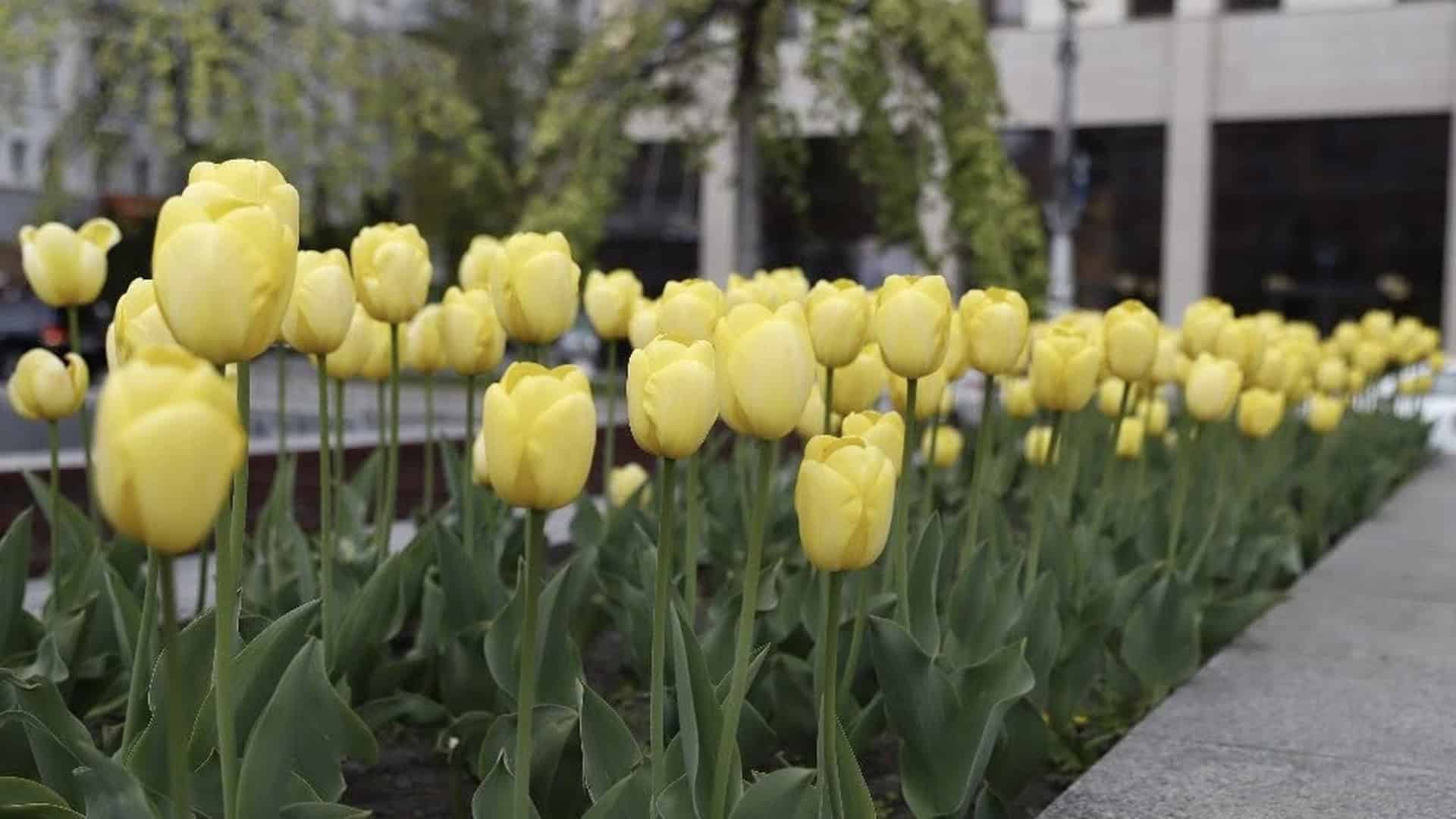 Фото до матеріалу: Київ шостий рік поспіль отримує нідерландські тюльпани для озеленення