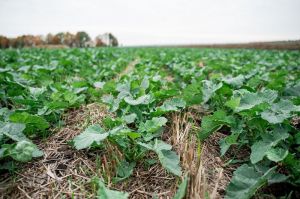 Фото до матеріалу: Сівалка MATADOR MO впроваджує технологію Strip-Till для економії ресурсів та підвищення врожайності