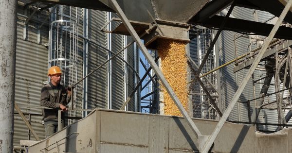Фото до матеріалу: Ціни на українську кукурудзу в напрямку Італії зросли, але є один фактор, який стримує продавців