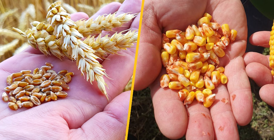 Фото до матеріалу: Україна відкриває нові експортні ринки для агропродукції