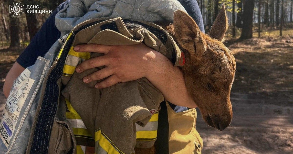 Фото до матеріалу: Лосеня врятували з Чорнобильської пожежі: ДСНС опікується дитинчям, що загубило маму