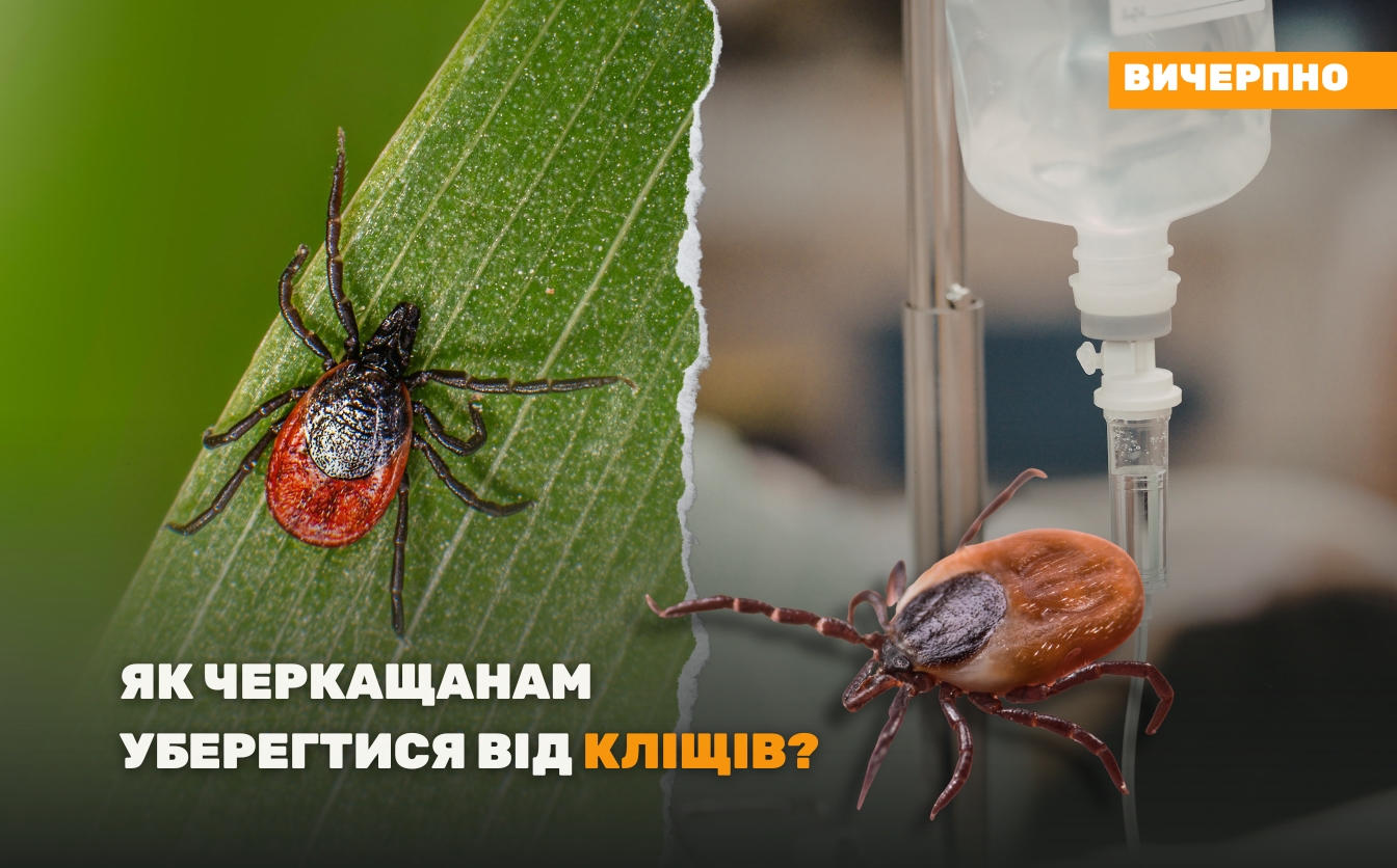 Фото до матеріалу: Кліщі на Черкащині: як уникнути небезпечних укусів та де робити аналіз паразитів