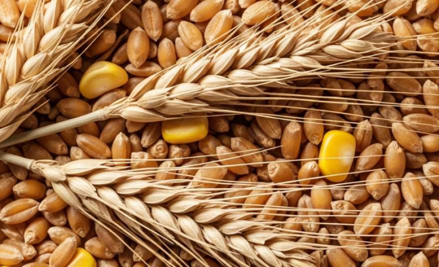 Фото до матеріалу: USDA підвищує прогноз експорту української кукурудзи до 23 млн тонн