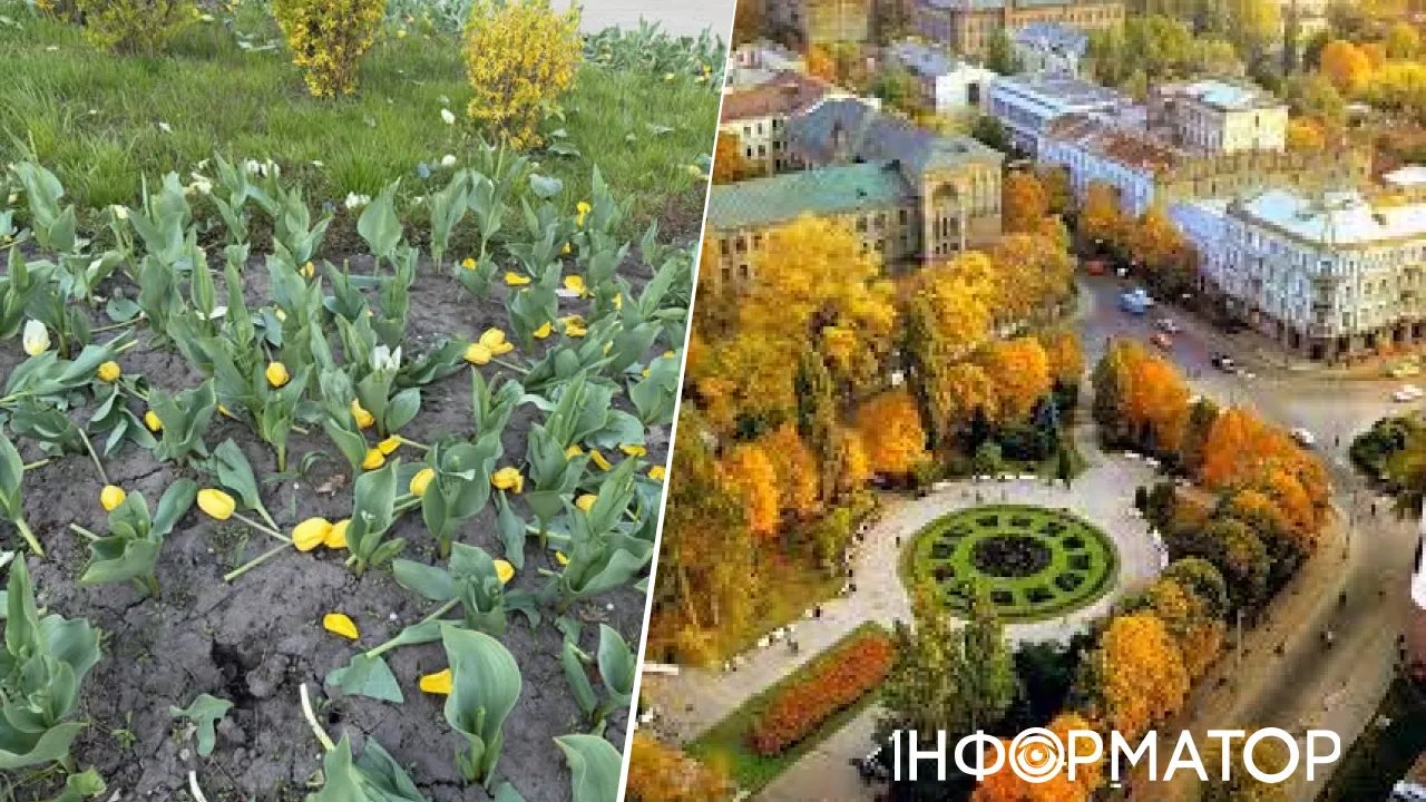 Фото до матеріалу: У Києві вандалі знищили клумбу тюльпанів на Львівській площі