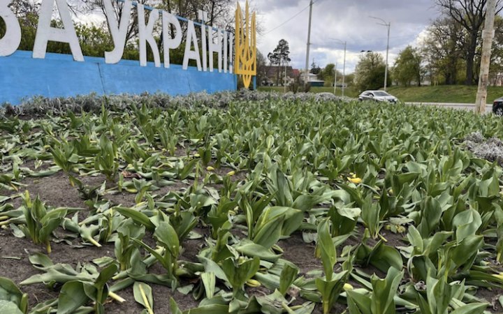 Фото до матеріалу: У Києві невідомі знищили тюльпани на клумбах у кількох районах