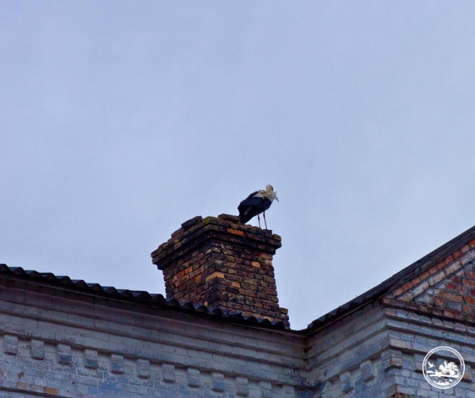 Фото до матеріалу: Вперше за 20 років у Чорнобилі зафіксували гніздування білих лелек