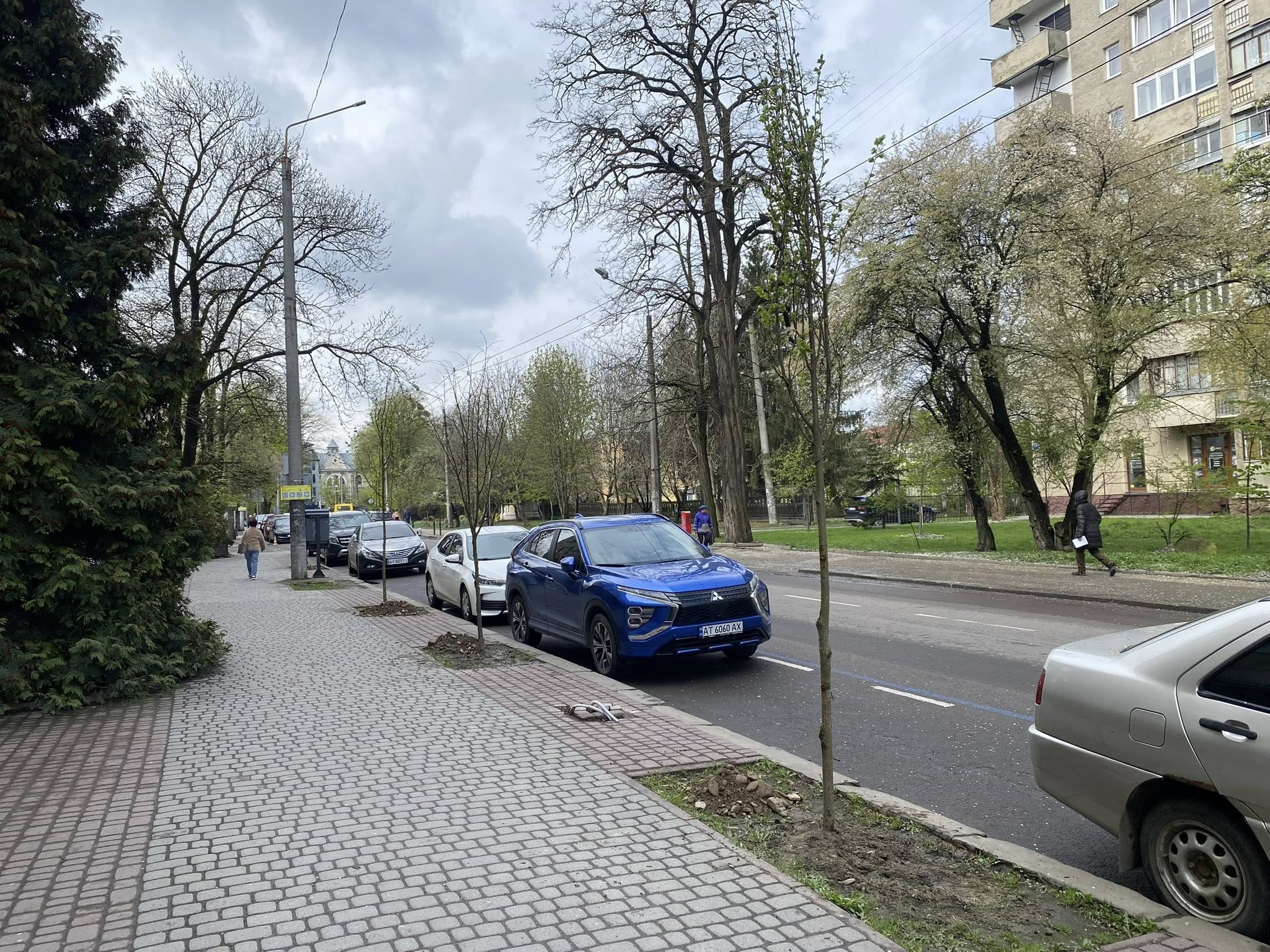 Фото до матеріалу: У Франківську висаджують липи: де з’явилися нові дерева (ФОТО)