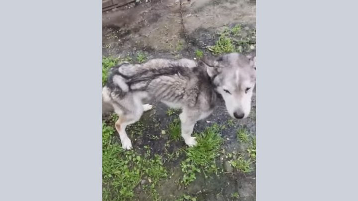 Фото до матеріалу: Жорстоке поводження з тваринами на Івано-Франківщині: суд засудив жінку, яка залишила собак без їжі