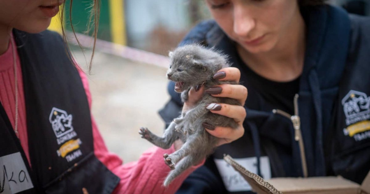Фото до матеріалу: Львівці зібрали 1,1 млн грн на благодійному ярмарку для тварин
