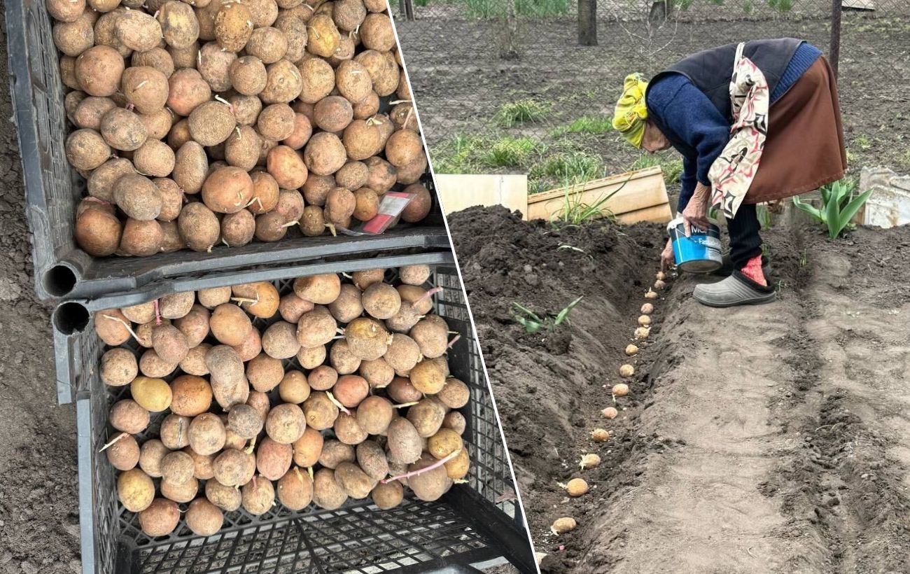 Фото до матеріалу: Як захистити картоплю від дротяника: перевірений рецепт з йодом та марганцівкою