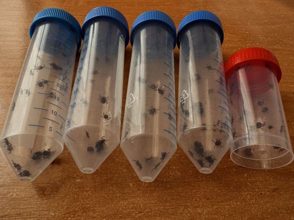 Фото до матеріалу: Кліщі прокинулися майже всі одночасно — у регіоні фіксують випадки хвороби Лайма - 20 хвилин