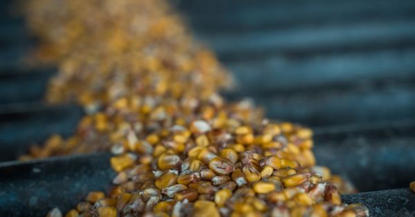 Фото до матеріалу: Україна зросла експорт кукурудзи на 8% у квітні: Туреччина стала лідером