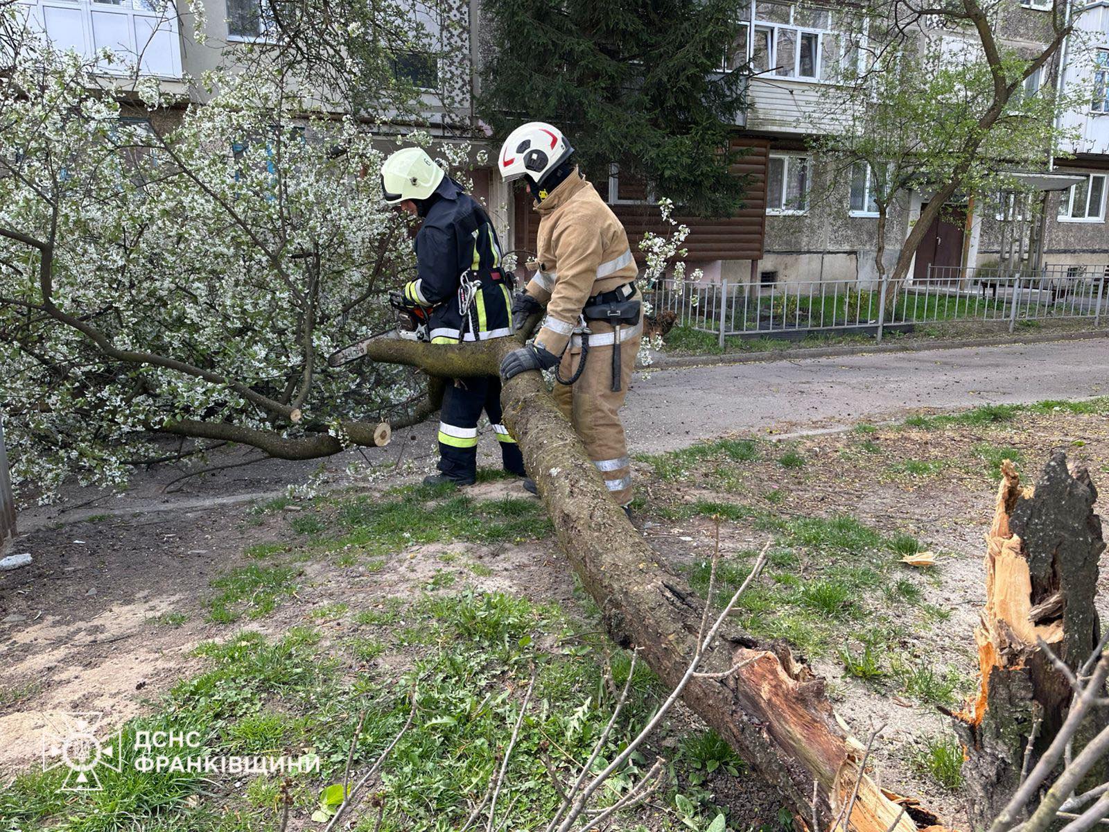 Фото до матеріалу: Шквальний вітер на Прикарпатті: впало понад 30 дерев у Івано-Франківську
