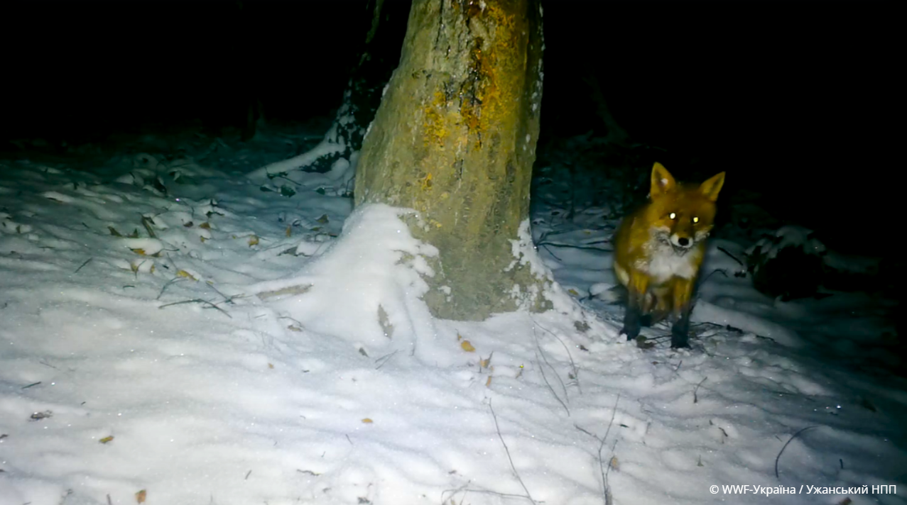 Фото до матеріалу: Лисиці Ужанського парку стали зірками фотопасток: науковці зафіксували снігові ванни та нічні перегони