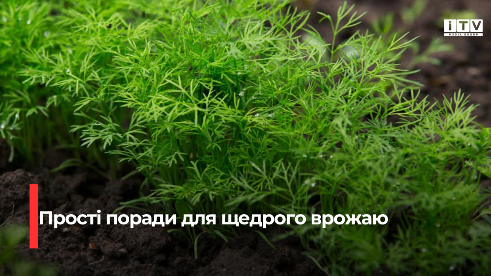 Фото до матеріалу: Як виростити густий і ароматний кріп на ділянці