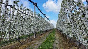 Фото до матеріалу: Японська Kubota розробляє UV-C машини для захисту рослин без пестицидів