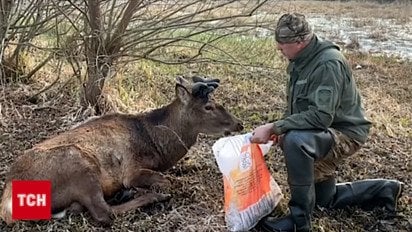Фото до матеріалу: Олень Борис вдруге потрапив у ДТП: зоозахисники оцінюють стан тварини