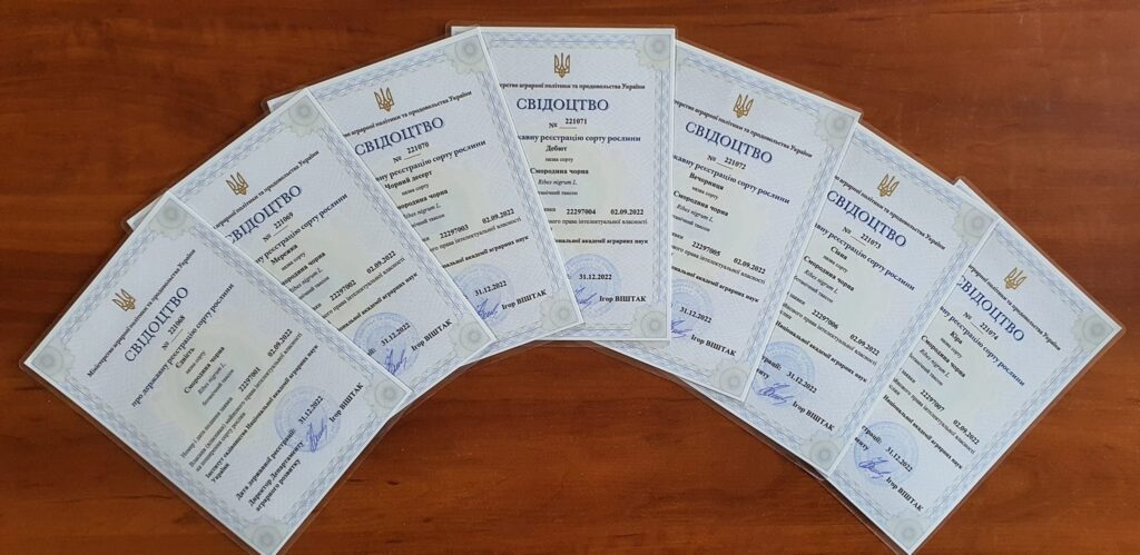 Фото до матеріалу: Українські селекціонери представили сім нових сортів смородини