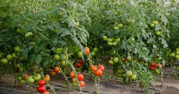 Фото до матеріалу: Як виростити помідори: 6 кроків до рясного урожаю