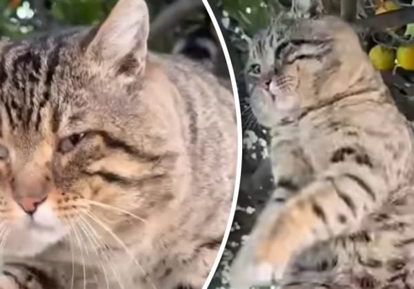 Фото до матеріалу: Чому у котів з'являються величезні щоки: справжню причину знають одиниці