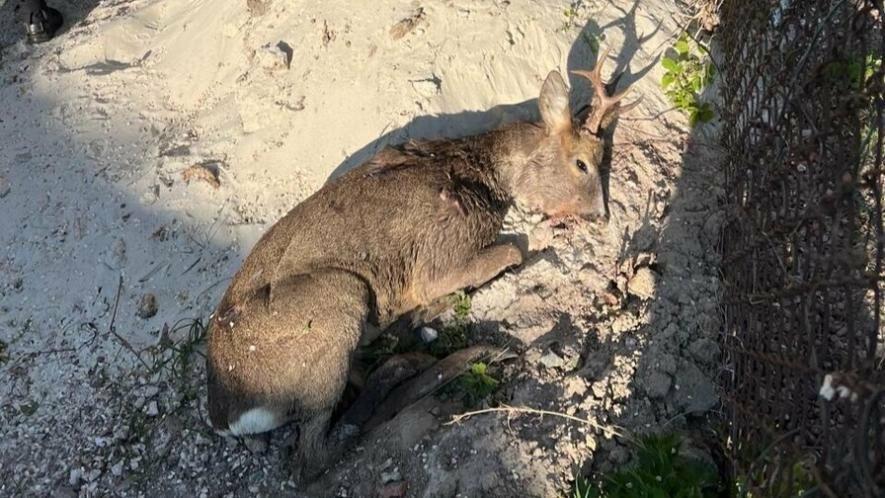 Фото до матеріалу: Біля Львова мешканці врятували поранену косулю, яка лежала на землі