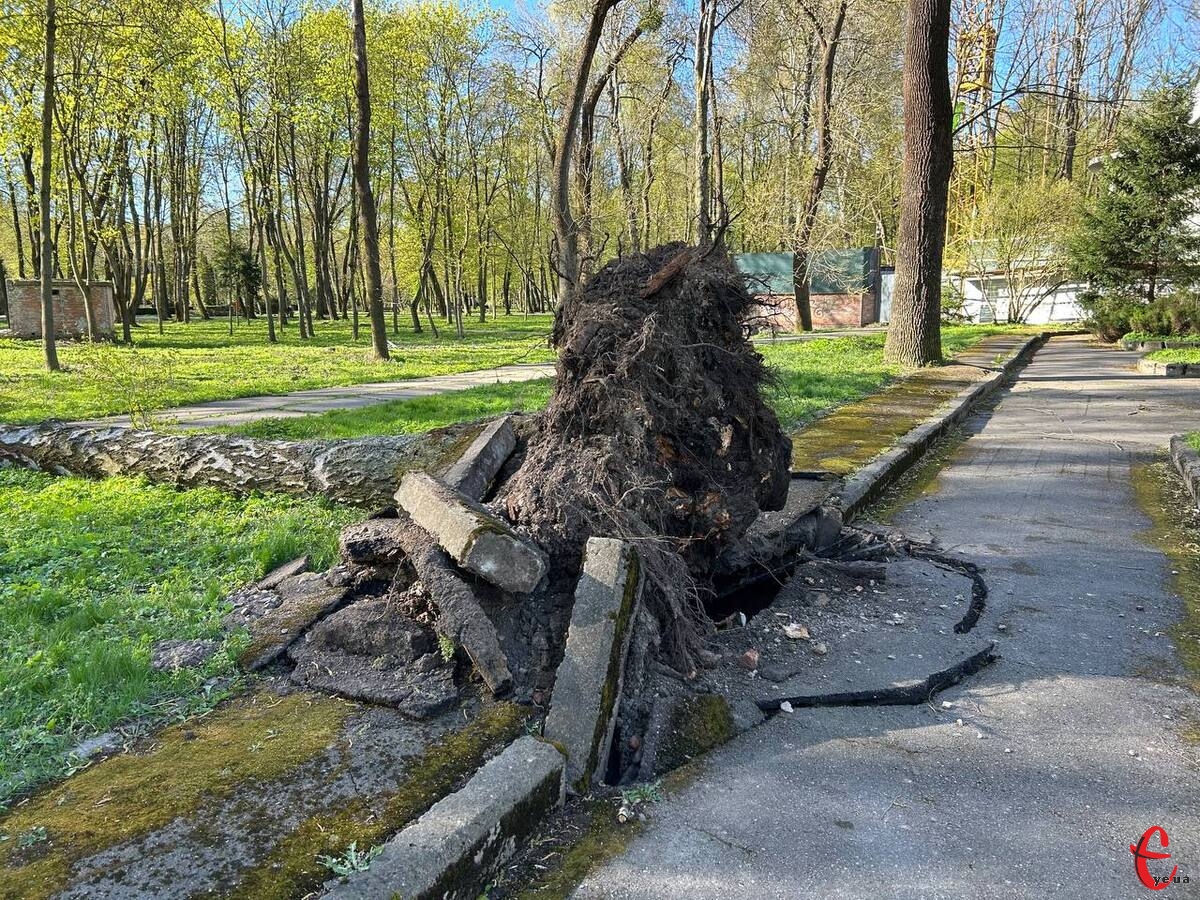 Фото до матеріалу: Наслідки негоди у Хмельницькому: комунальники ліквідують повалені дерева та ремонтують світлофори