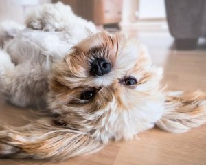 Фото до матеріалу: Чому тремтять маленькі собаки: п'ять основних причин тривожного стану улюбленця